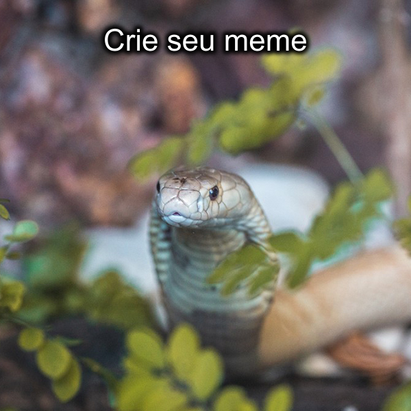 meme generator image preview